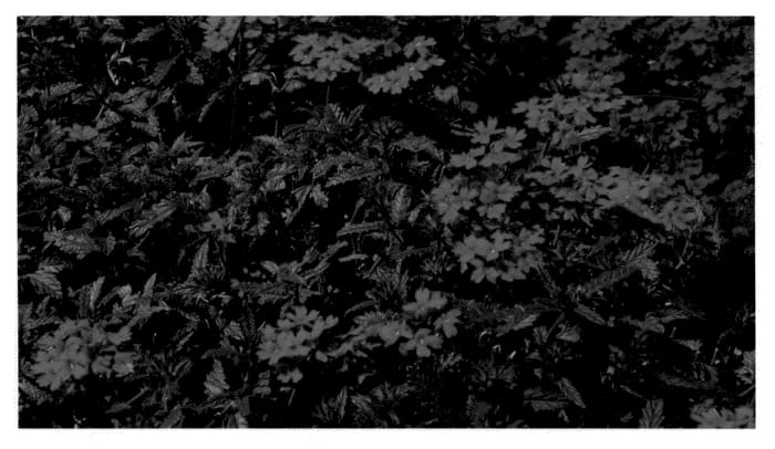 Figure 1 of US plant patent PP21033, the photograph of KLEVP08381 printed in the patent.