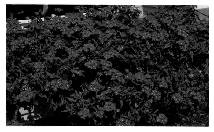 Figure 1 of US plant patent PP21034, the photograph of KLEVP08385 printed in the patent.