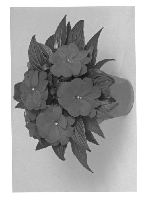 Figure 1 of US plant patent PP21035, the photograph of Fisupnic Li printed in the patent.