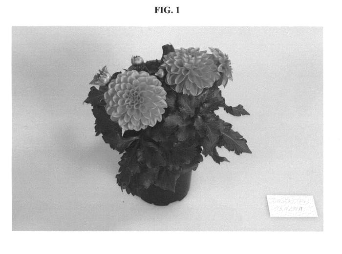Figure 1 of US plant patent PP21036, the photograph of Daseksten printed in the patent.