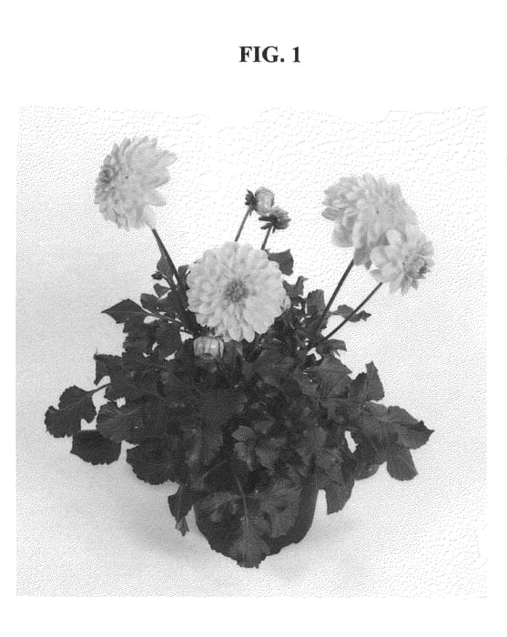 Figure 1 of US plant patent PP21037, the photograph of DASYTTEN printed in the patent.