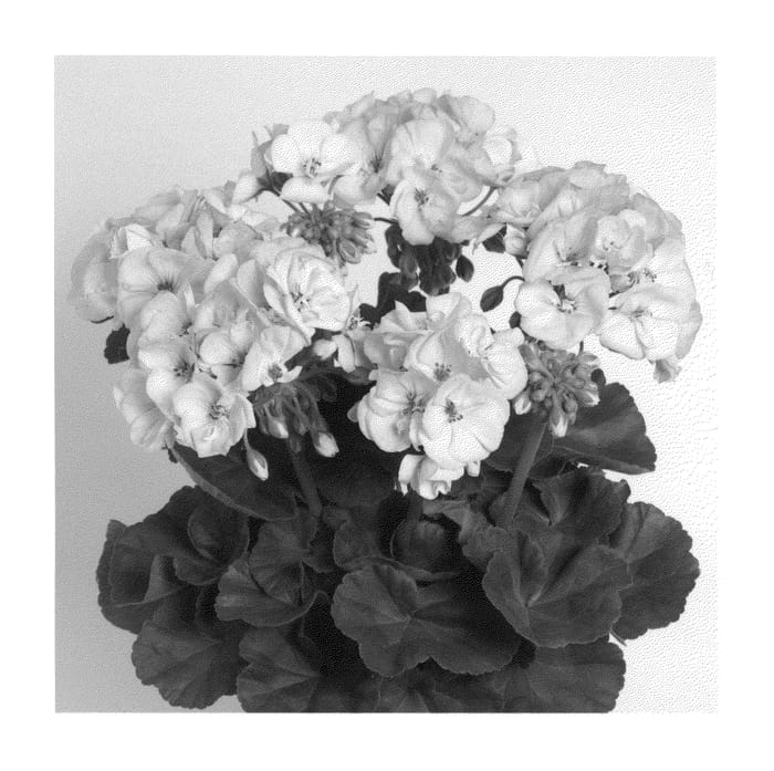 Figure 1 of US plant patent PP21038, the photograph of Dueviapblos printed in the patent.