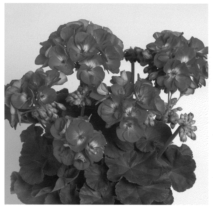 Figure 1 of US plant patent PP21039, the photograph of Duevipich printed in the patent.