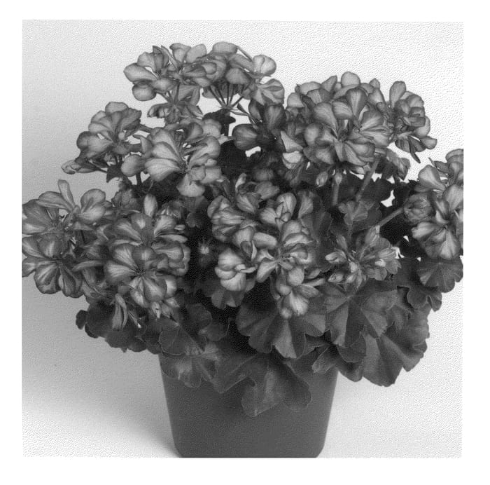 Figure 1 of US plant patent PP21040, the photograph of Dueparest printed in the patent.