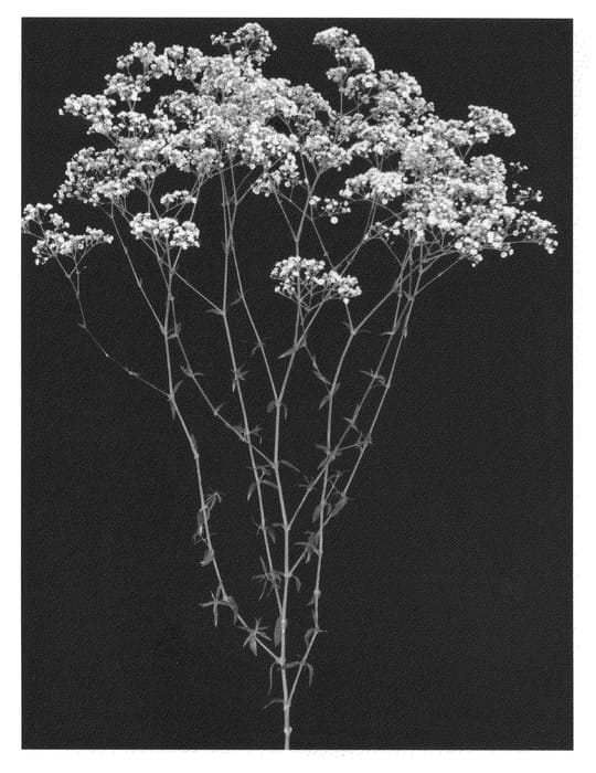 Figure 1 of US plant patent PP21041, the photograph of Esm Grial printed in the patent.