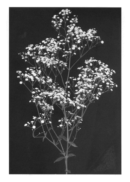 Figure 1 of US plant patent PP21042, the photograph of Esm Rena printed in the patent.