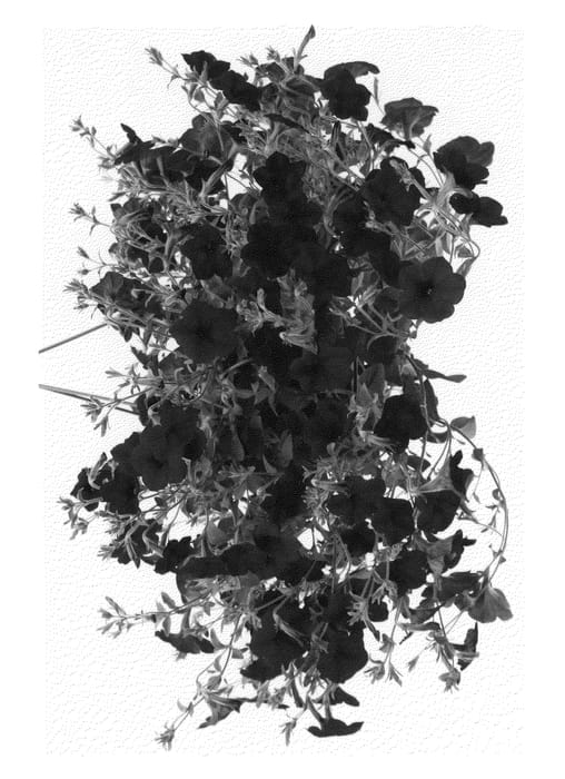 Figure 1 of US plant patent PP21043, the photograph of Kerminiblue printed in the patent.