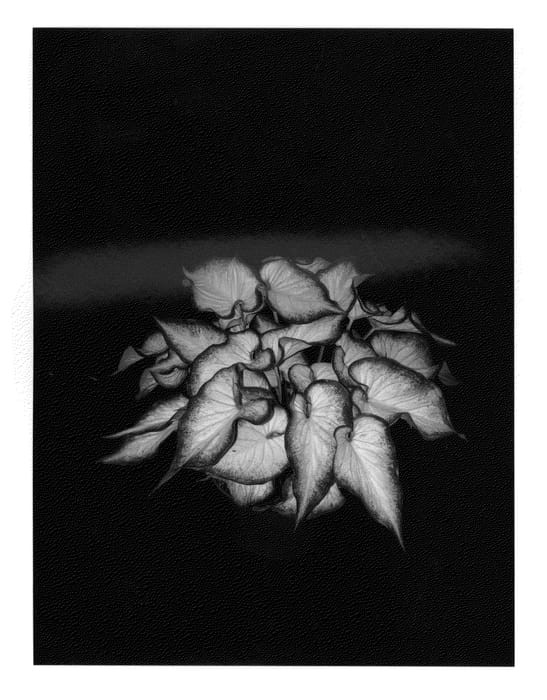 Figure 1 of US plant patent PP21044, the photograph of White Wonder printed in the patent.