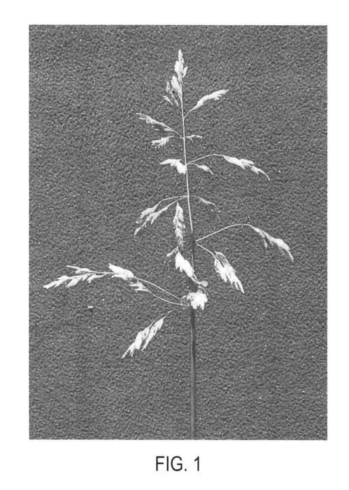 Figure 1 of US plant patent PP21045, the photograph of HB 128 printed in the patent.