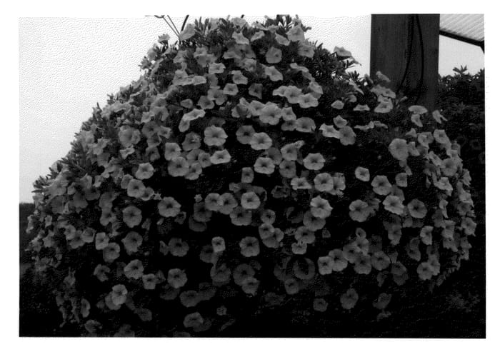 Figure 1 of US plant patent PP21046, the photograph of KLECA08167 printed in the patent.