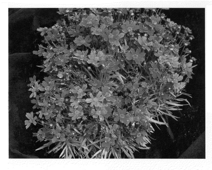Figure 1 of US plant patent PP21047, the photograph of Sangria printed in the patent.
