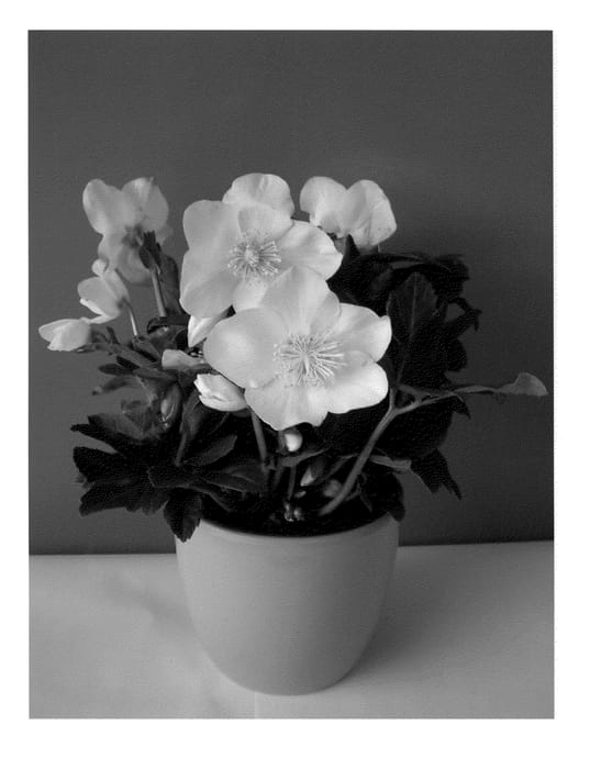 Figure 1 of US plant patent PP21048, the photograph of COSEH210 printed in the patent.
