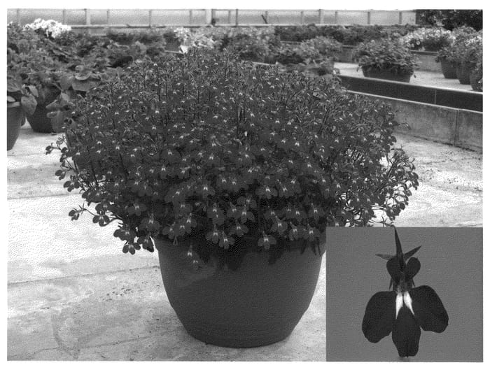 Figure 1 of US plant patent PP21049, the photograph of Tech Hepdab printed in the patent.
