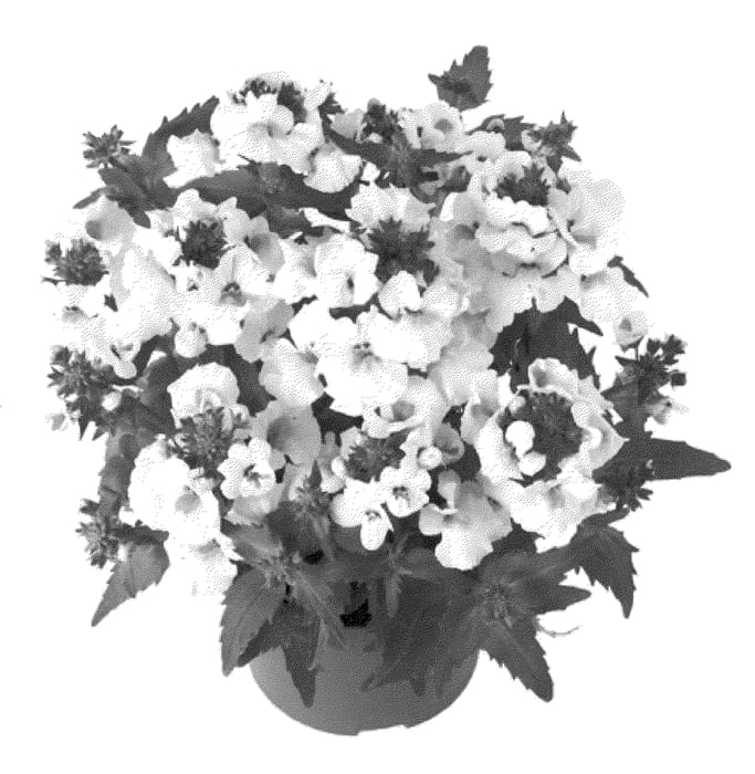 Figure 1 of US plant patent PP21050, the photograph of Kirine-44 printed in the patent.