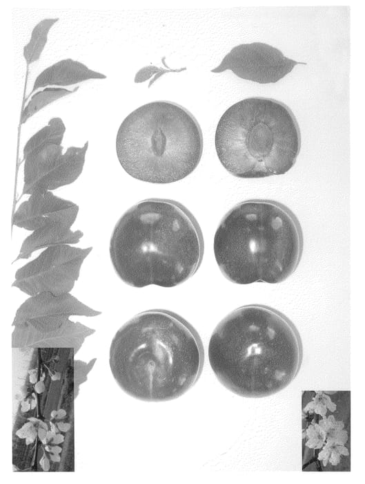 Figure 1 of US plant patent PP21051, the photograph of Plumred VI printed in the patent.