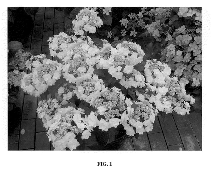 Figure 1 of US plant patent PP21052, the photograph of Dancing Snow printed in the patent.
