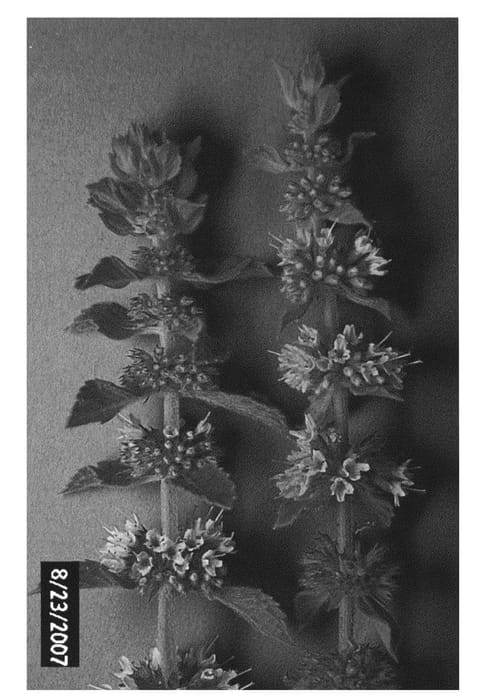 Figure 1 of US plant patent PP21053, the photograph of Metolius printed in the patent.