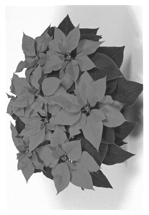 Figure 1 of US plant patent PP21054, the photograph of Fismars 339 printed in the patent.