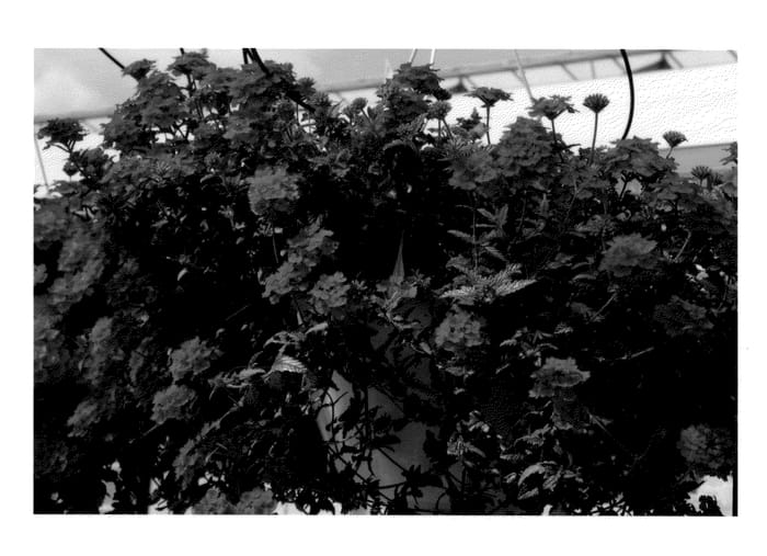 Figure 1 of US plant patent PP21055, the photograph of KLEVP08392 printed in the patent.