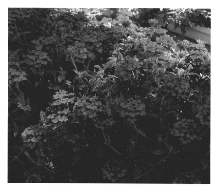 Figure 1 of US plant patent PP21056, the photograph of KLEVP08383 printed in the patent.