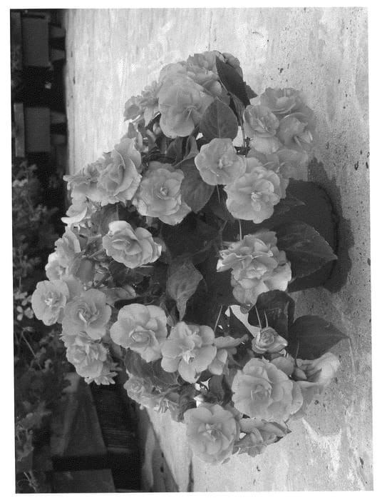Figure 1 of US plant patent PP21057, the photograph of Silt Salm09 printed in the patent.