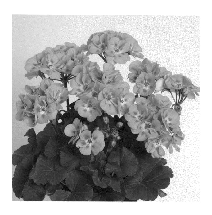 Figure 1 of US plant patent PP21058, the photograph of Duesapi printed in the patent.