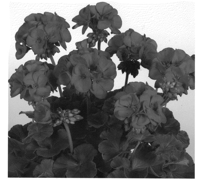 Figure 1 of US plant patent PP21059, the photograph of Duevida09 printed in the patent.