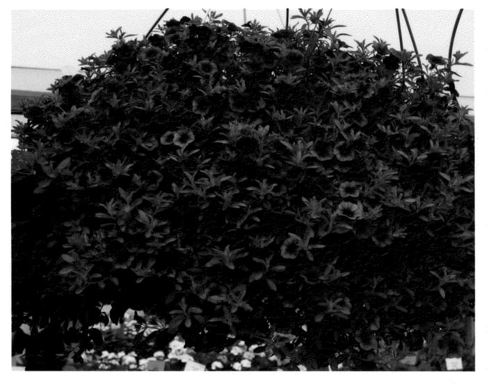 Figure 1 of US plant patent PP21060, the photograph of KLECA08178 printed in the patent.