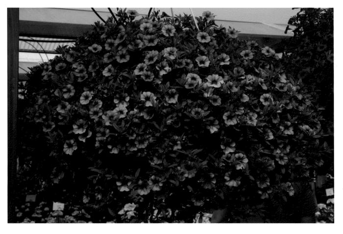 Figure 1 of US plant patent PP21061, the photograph of KLECA08170 printed in the patent.