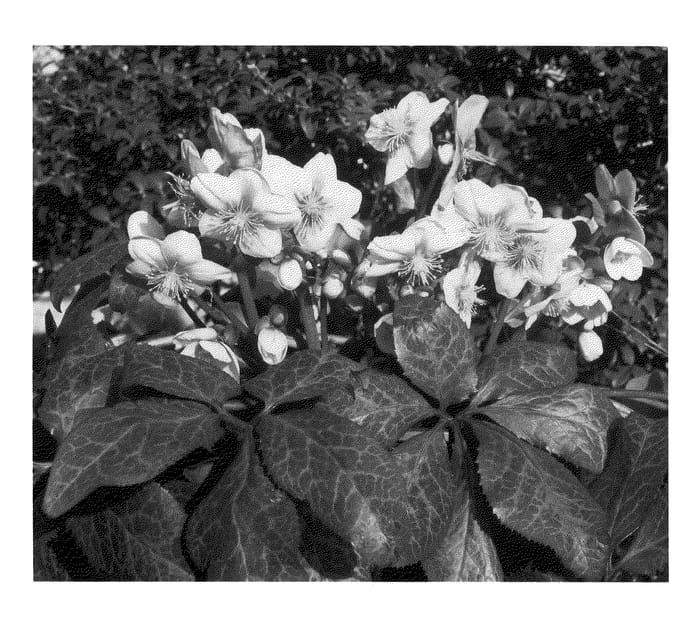Figure 1 of US plant patent PP21062, the photograph of HGP01 printed in the patent.