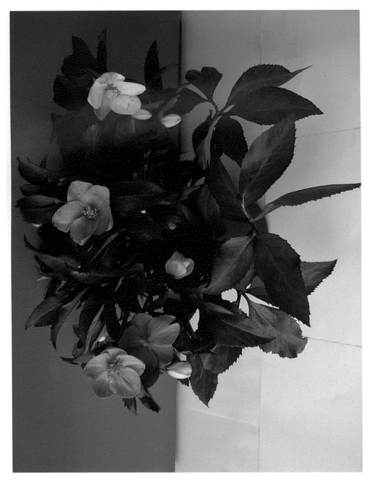 Figure 1 of US plant patent PP21063, the photograph of COSEH 710 printed in the patent.
