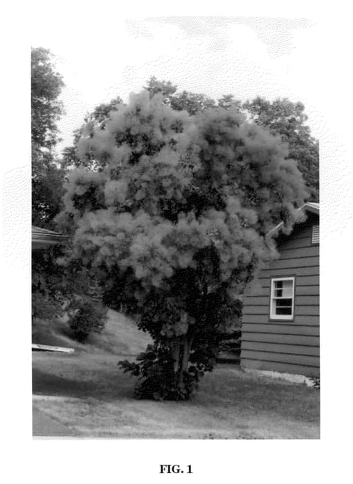 Figure 1 of US plant patent PP21064, the photograph of Northstar printed in the patent.