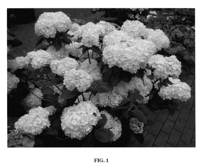Figure 1 of US plant patent PP21065, the photograph of White King printed in the patent.