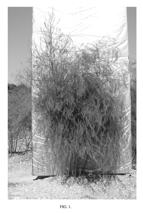 Figure 1 of US plant patent PP21066, the photograph of NJ977 printed in the patent.
