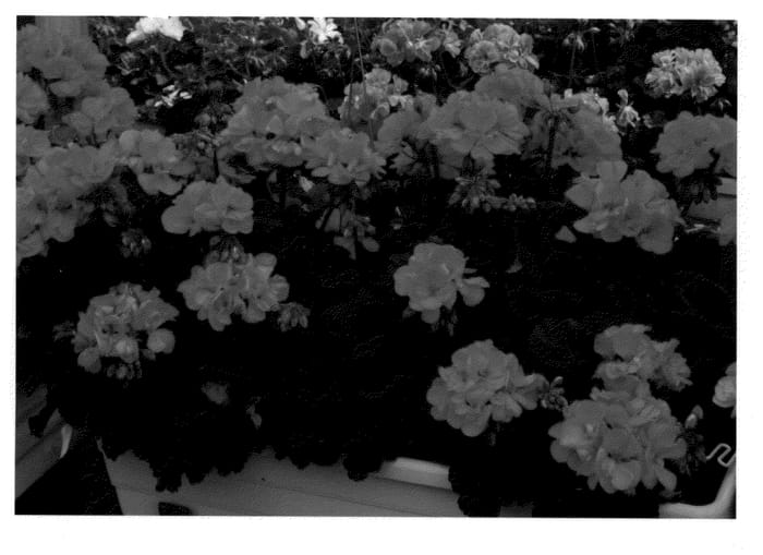 Figure 1 of US plant patent PP21067, the photograph of KLEPZ08220 printed in the patent.