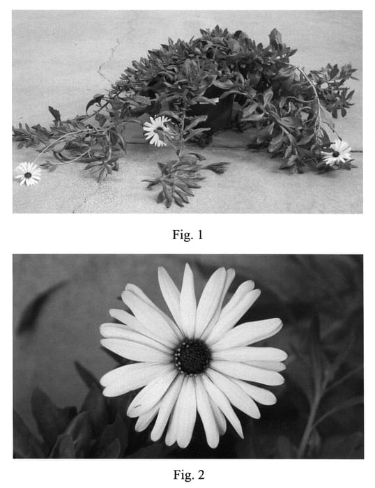 Figure 1 of US plant patent PP21068, the photograph of SAKOST3442 printed in the patent.