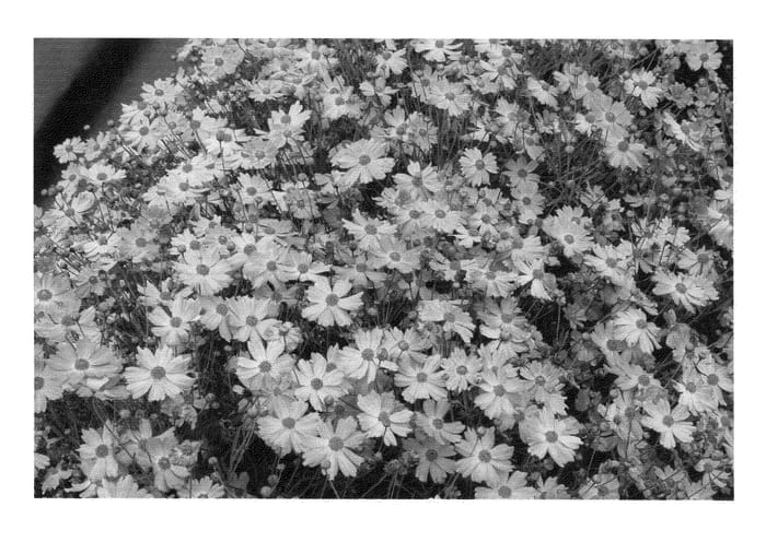 Figure 1 of US plant patent PP21069, the photograph of Pink Lady printed in the patent.