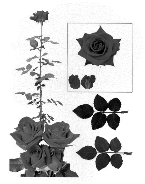 Figure 1 of US plant patent PP21070, the photograph of Esm Guinda printed in the patent.