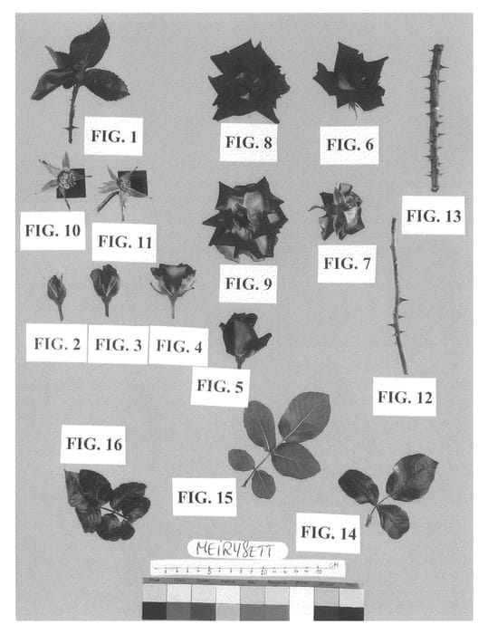 Figure 1 of US plant patent PP21071, the photograph of Meirysett printed in the patent.