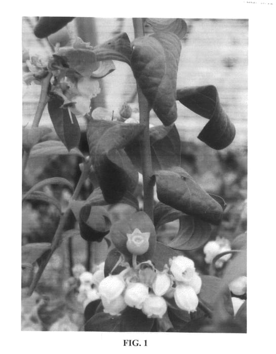Figure 1 of US plant patent PP21072, the photograph of Lucero printed in the patent.