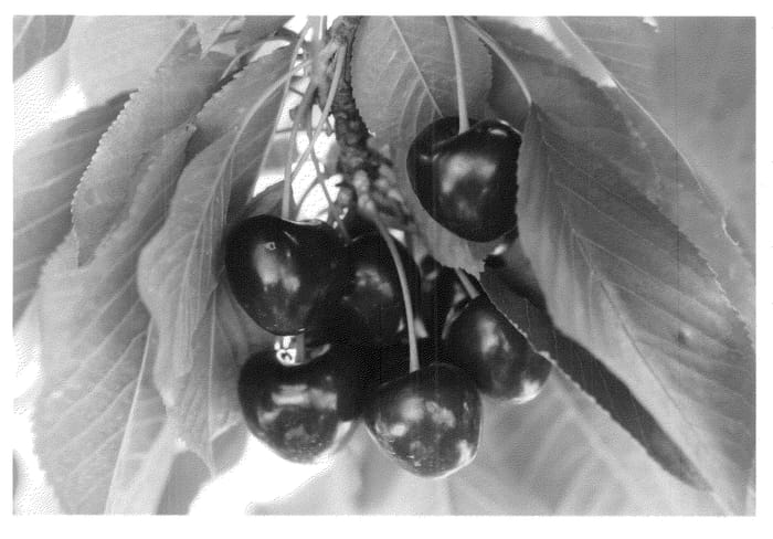 Figure 1 of US plant patent PP21073, the photograph of PC7903-2 printed in the patent.
