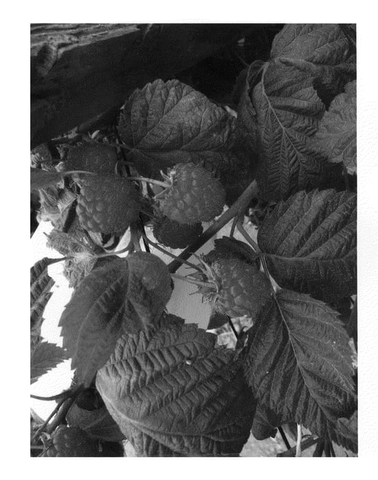 Figure 1 of US plant patent PP21074, the photograph of Pacific Deluxe printed in the patent.