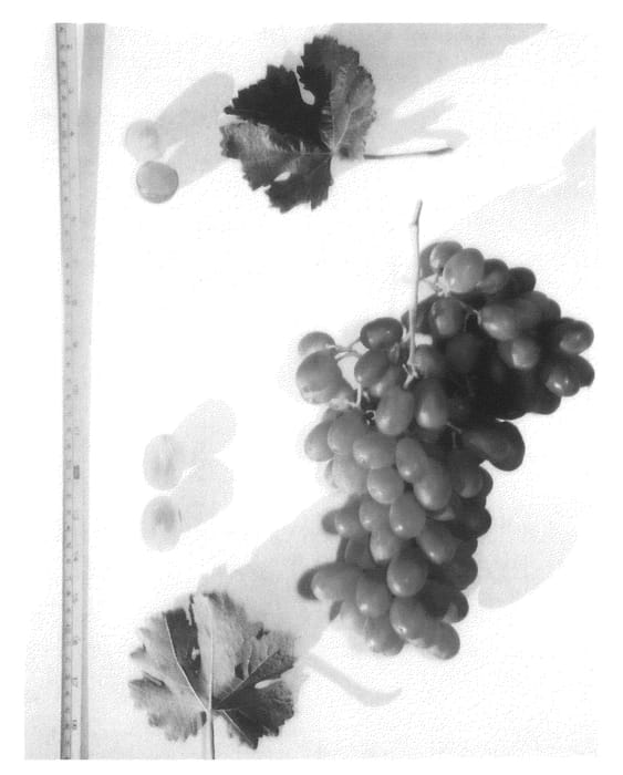 Figure 1 of US plant patent PP21075, the photograph of Roma Seedless printed in the patent.