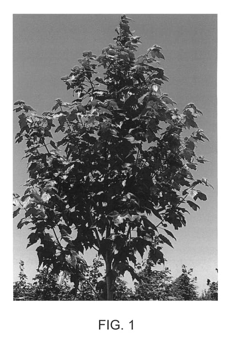 Figure 1 of US plant patent PP21076, the photograph of Katie Cole printed in the patent.