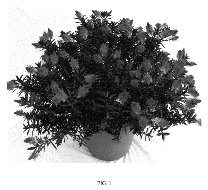Figure 1 of US plant patent PP21077, the photograph of TULLYRASPB printed in the patent.