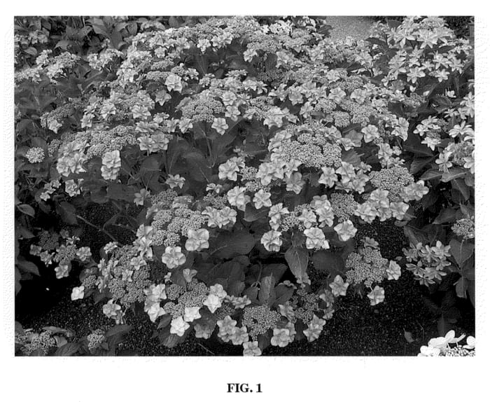 Figure 1 of US plant patent PP21078, the photograph of Blue Knight printed in the patent.