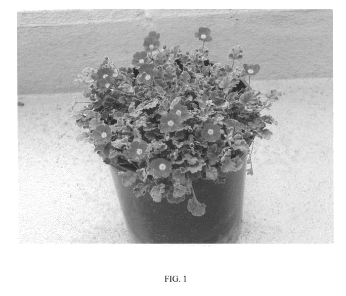 Figure 1 of US plant patent PP21079, the photograph of Claret printed in the patent.