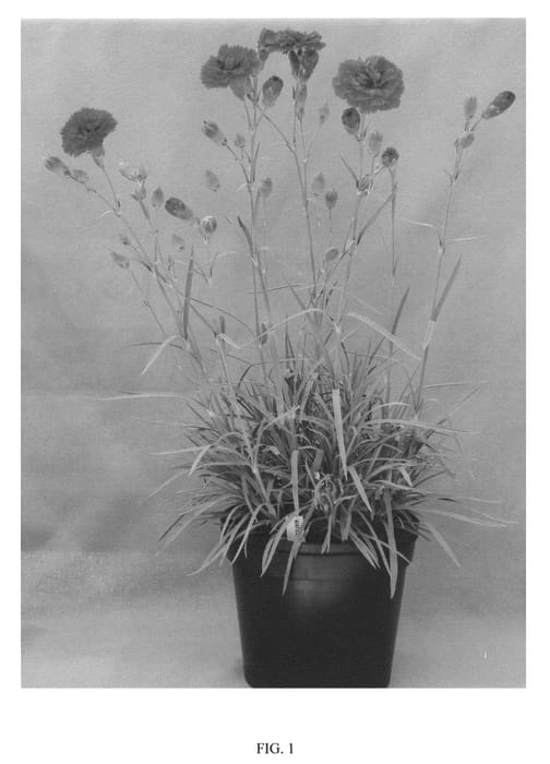 Figure 1 of US plant patent PP21080, the photograph of WATERLOO SUNSET printed in the patent.