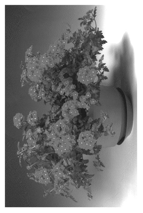Figure 1 of US plant patent PP21081, the photograph of SCY printed in the patent.