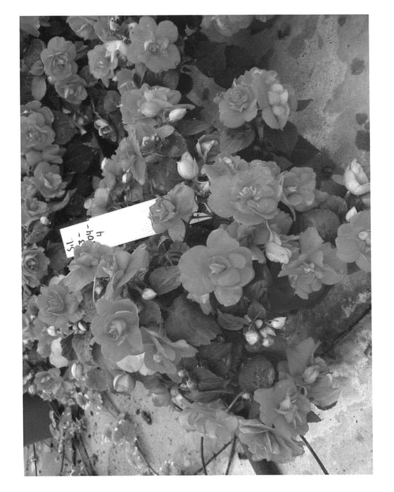 Figure 1 of US plant patent PP21082, the photograph of Silt Cher printed in the patent.